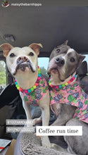 Load image into Gallery viewer, Neon Rainbow š Bead Collar