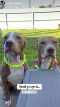 Load image into Gallery viewer, Neon Rainbow š Bead Collar