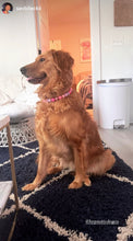 Load image into Gallery viewer, Pink Sugar Bead Collar