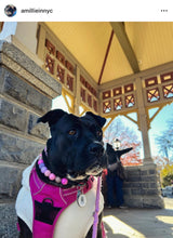 Load image into Gallery viewer, Pink Sugar Bead Collar