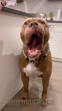 Load image into Gallery viewer, Pistachio Green Resin Bead Collar