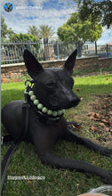 Load image into Gallery viewer, Pistachio Green Resin Bead Collar
