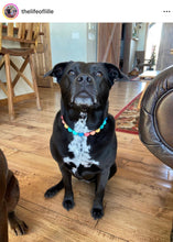 Load image into Gallery viewer, Rainbow Surf Acrylic Bead Collar