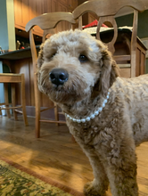 Load image into Gallery viewer, š§ 19" Slip On (Black O-Ring) Mini White Pearl Bead Collar - PRE-MADE/FINAL SALE