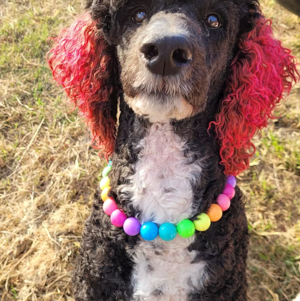 Tropical Rainbow Acrylic Bead Collar – Hypnotic Dog display picture 2