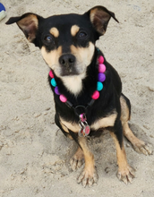 Load image into Gallery viewer, Hypnotic Dog Signature Acrylic Bead Collar