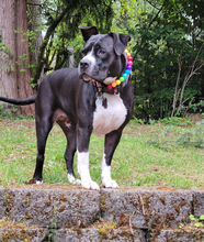 Load image into Gallery viewer, Rainbow š Acrylic Bead Collar