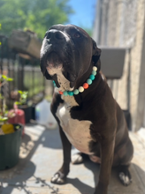 Load image into Gallery viewer, Surfside Acrylic Bead Collar