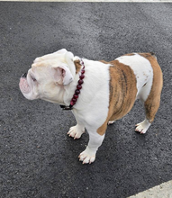 Load image into Gallery viewer, Ruby Smoke Acrylic Bead Collar