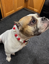 Load image into Gallery viewer, š§ 20" Slip On (Black O-Ring) Candy Cane Glam Bead Collar - PRE-MADE/FINAL SALE