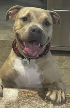 Load image into Gallery viewer, Ruby Smoke Acrylic Bead Collar