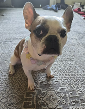 Load image into Gallery viewer, Pixie Stars Bead Collar