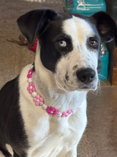 Load image into Gallery viewer, š¼ Pink Ombre Daisies š¼ Silicone Bead Collar