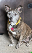 Load image into Gallery viewer, Sunny Waves Resin Bead Collar