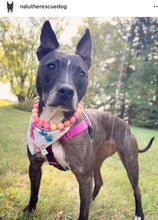 Load image into Gallery viewer, Sweet Tart Acrylic Bead Collar