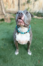 Load image into Gallery viewer, Deep Sea Swirl Acrylic Bead Collar