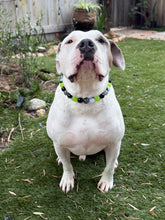 Load image into Gallery viewer, Electric Jade Acrylic Bead Collar