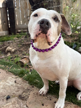 Load image into Gallery viewer, Electric Purple Acrylic Bead Collar