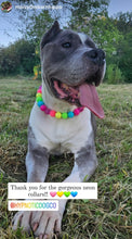Load image into Gallery viewer, Neon Rainbow š Bead Collar