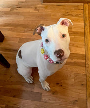 Load image into Gallery viewer, š¼ Multicolor Daisies š¼ Silicone Bead Collar