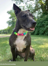 Load image into Gallery viewer, Neon Rainbow š Bead Collar
