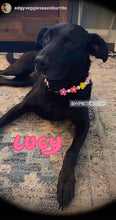 Load image into Gallery viewer, š¼ Multicolor Daisies š¼ Silicone Bead Collar