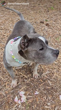 Load image into Gallery viewer, š Pastel Bow š Bead Collar