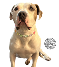 Load image into Gallery viewer, š Pastel Bow š Bead Collar