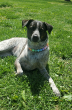 Load image into Gallery viewer, Pastel Rainbow Acrylic Bead Collar