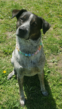 Load image into Gallery viewer, Pastel Rainbow Acrylic Bead Collar