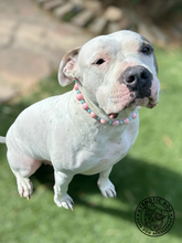 Load image into Gallery viewer, Pink & Blue Candy Pop Bead Collar