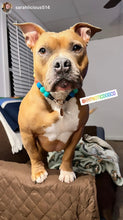 Load image into Gallery viewer, Rainbow Surf Acrylic Bead Collar