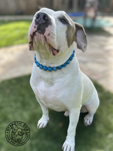 Load image into Gallery viewer, Royal Blue City š« Bead Collar