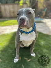 Load image into Gallery viewer, Royal Blue City š« Bead Collar