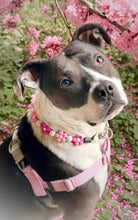 Load image into Gallery viewer, š¼ Pink Ombre Daisies š¼ Silicone Bead Collar