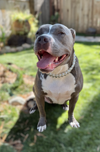 Load image into Gallery viewer, Times Square šŖ© Duplo Acrylic Bead Collar