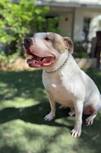 Load image into Gallery viewer, Times Square šŖ© Duplo Acrylic Bead Collar