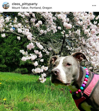 Load image into Gallery viewer, Hypnotic Dog Signature Acrylic Bead Collar
