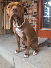Load image into Gallery viewer, Sugar & Spice Bead Collar