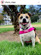 Load image into Gallery viewer, Pink Sugar Bead Collar