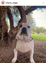 Load image into Gallery viewer, Fairy Tale Bead Collar