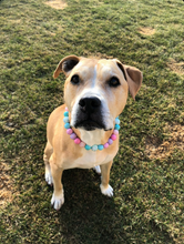Load image into Gallery viewer, Unicorn Glam 🦄 Bead Collar