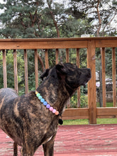 Load image into Gallery viewer, Pastel Rainbow Acrylic Bead Collar