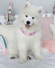 Load image into Gallery viewer, Pink Sugar Bead Collar