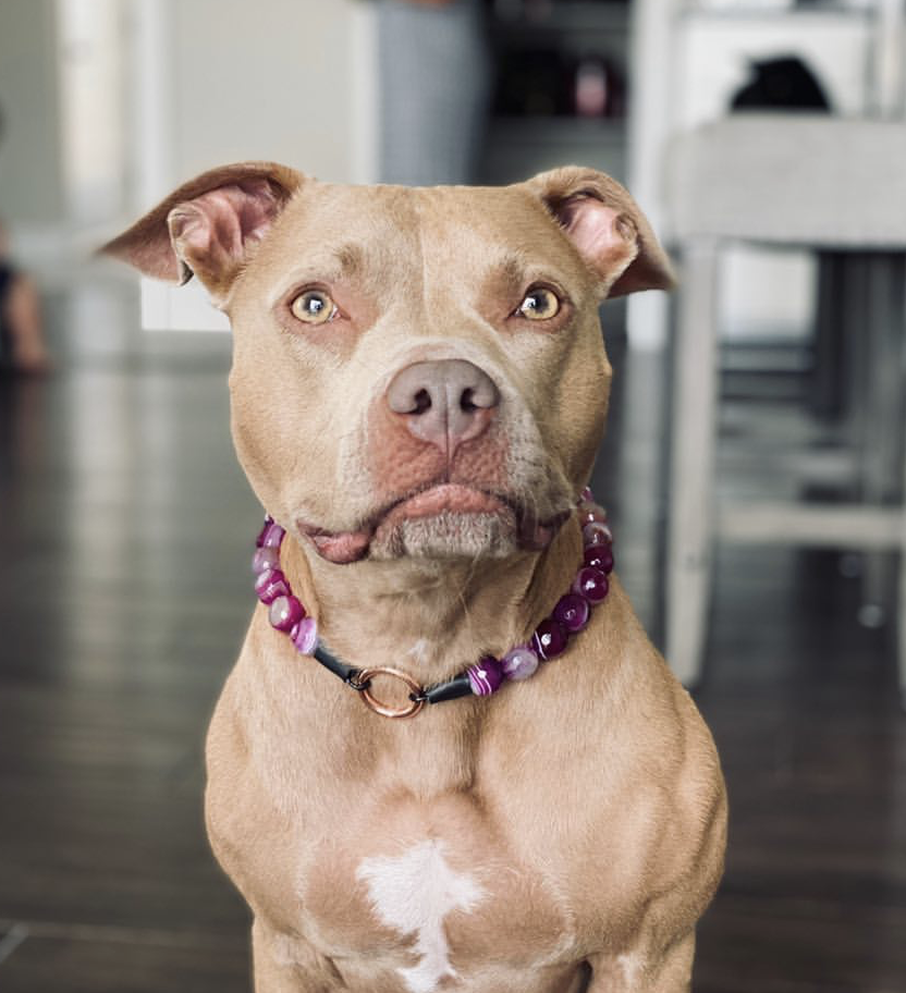 Magenta Agate Semi-precious Gem Bead Collar – Hypnotic Dog
