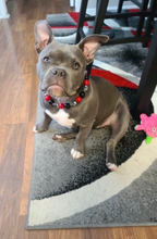 Load image into Gallery viewer, Red & Black Skull Bead Collar