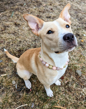 Load image into Gallery viewer, Rose Gold Champagne Bead Collar