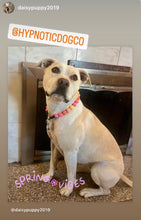 Load image into Gallery viewer, Sweet Tart Acrylic Bead Collar