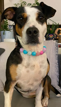 Load image into Gallery viewer, Unicorn Glam 🦄 Bead Collar