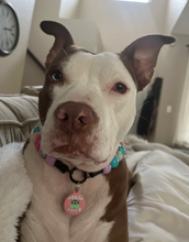 Load image into Gallery viewer, Unicorn Glam 🦄 Bead Collar